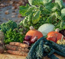 Friskhøstede økologiske grøntsager. Foto: Dott Ovesen