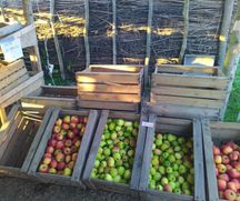 Forskellige æblesorter klar til salg i markbutikken
