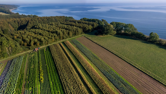 Økologisk dyrkning i Fløjstrup. Foto: Lars Nielsen
